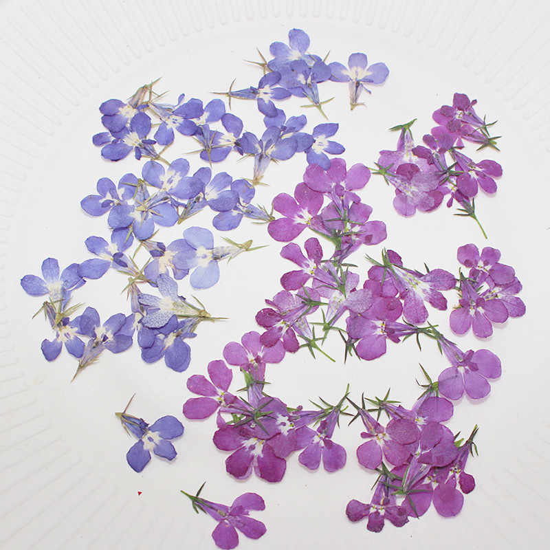 Art Craft 2 Year Olds - 60pcs Pressed Dried Lobelia Erinus Flower