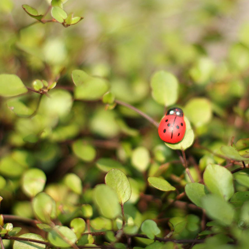 100pcs Self-adhesive Mini Refr - Art Craft Ladybug 评论和价格
