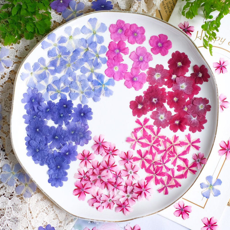 50pcs/1.5-2cm,Pressed Dried Ve - Art Craft 2 Year Olds 评论和价格