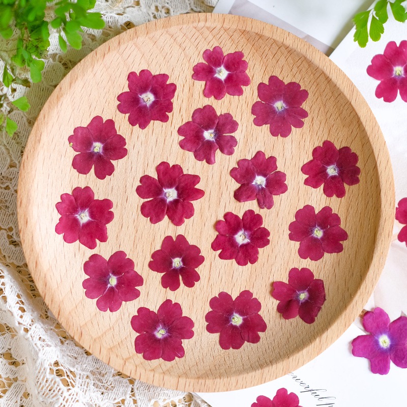 50pcs/1.5-2cm,Pressed Dried Ve - Art Craft 2 Year Olds 评论和价格