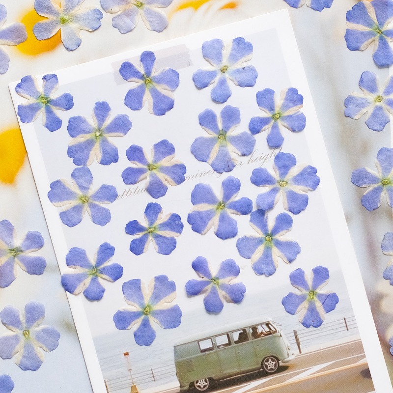 50pcs/1.5-2cm,Pressed Dried Ve - Art Craft 2 Year Olds 评论和价格