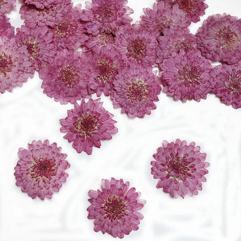 Nature Pressed Flowers Real Dr - Art Craft 2 Year Olds 评论和价格