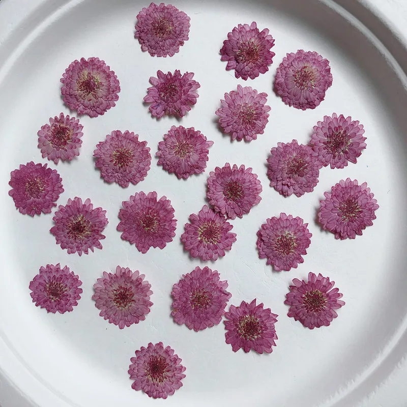 Nature Pressed Flowers Real Dr - Art Craft 2 Year Olds 评论和价格