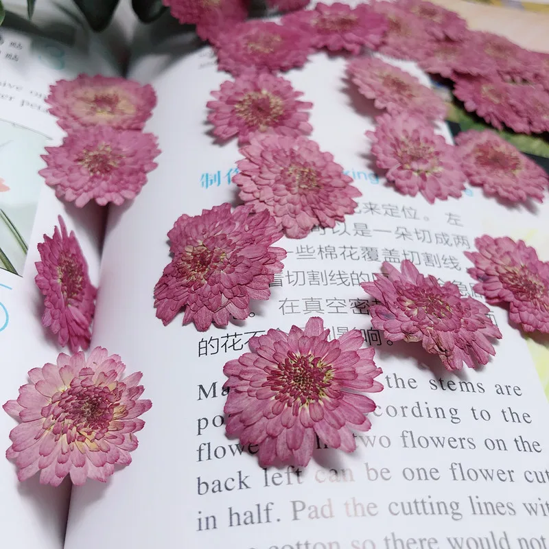 Nature Pressed Flowers Real Dr - Art Craft 2 Year Olds 评论和价格
