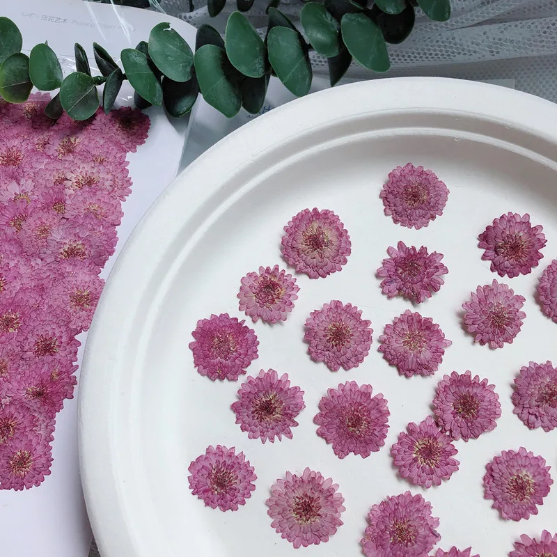 Nature Pressed Flowers Real Dr - Art Craft 2 Year Olds 评论和价格
