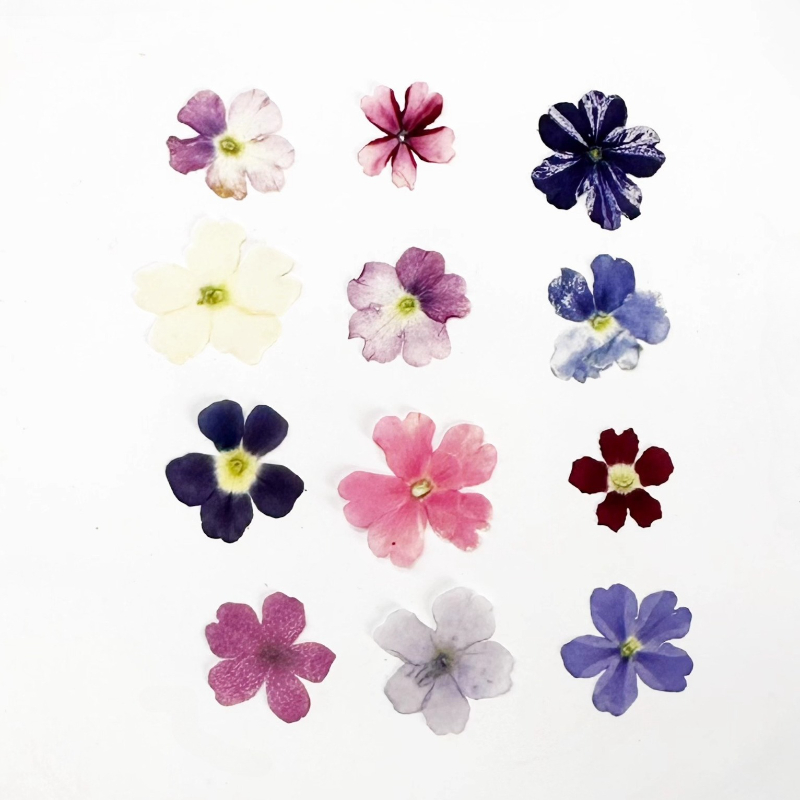 24pcs,Verbena Dry Flowers DIY  - Art Craft 2 Year Olds 评论和价格