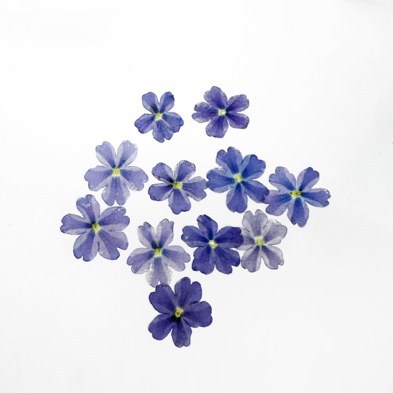 24pcs,Verbena Dry Flowers DIY  - Art Craft 2 Year Olds 评论和价格