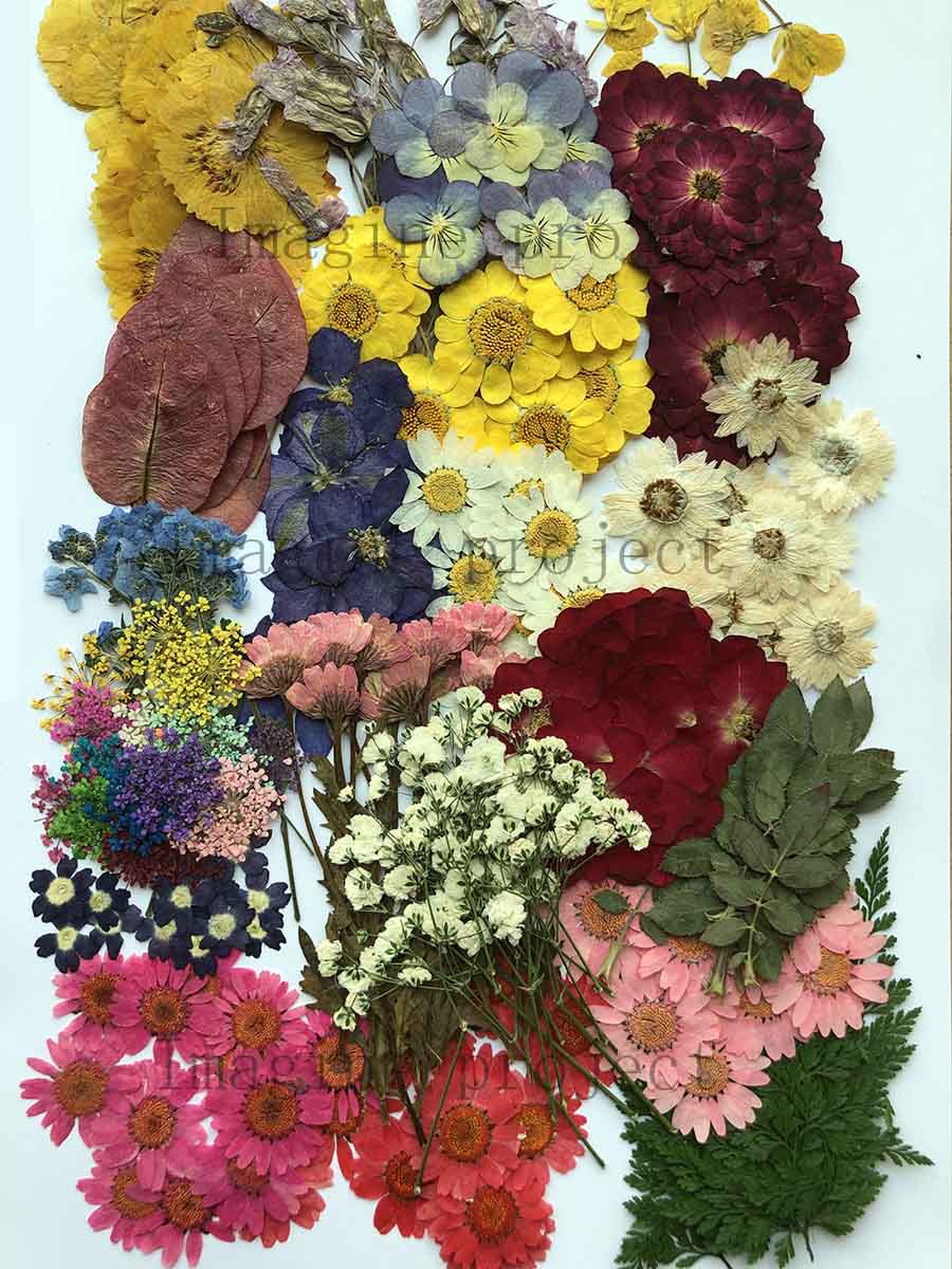 250pcs Assorted Pressed Dried  - Art Craft 2 Year Olds 评论和价格