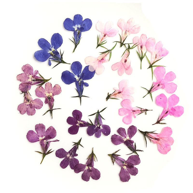 60pcs Pressed Dried Lobelia Er - Art Craft 2 Year Olds 评论和价格