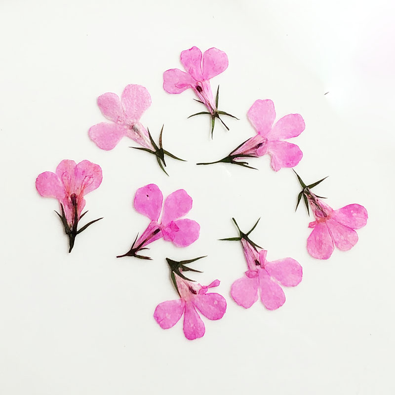 60pcs Pressed Dried Lobelia Er - Art Craft 2 Year Olds 评论和价格