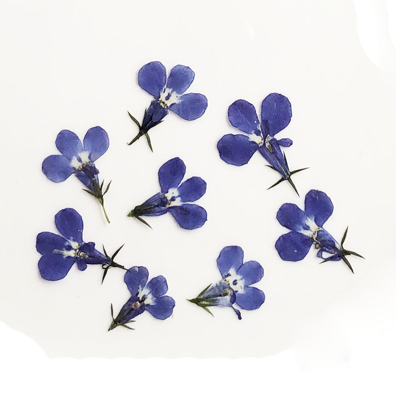 60pcs Pressed Dried Lobelia Er - Art Craft 2 Year Olds 评论和价格