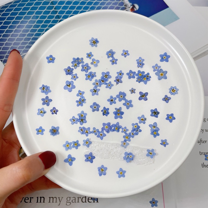 100pcs/0.5-1cm,Pressed mini fo - Art Craft 2 Year Olds 评论和价格