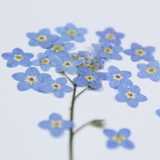 100pcs/0.5-1cm,Pressed mini fo - Art Craft 2 Year Olds 评论和价格