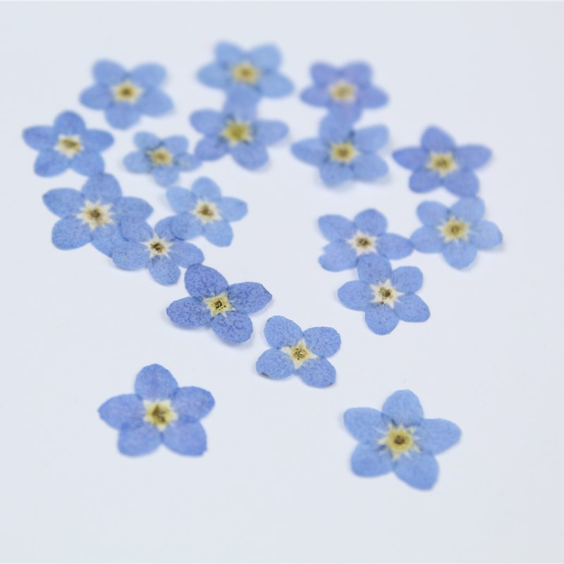 100pcs/0.5-1cm,Pressed mini fo - Art Craft 2 Year Olds 评论和价格