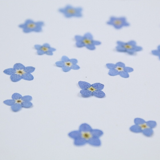 100pcs/0.5-1cm,Pressed mini fo - Art Craft 2 Year Olds 评论和价格