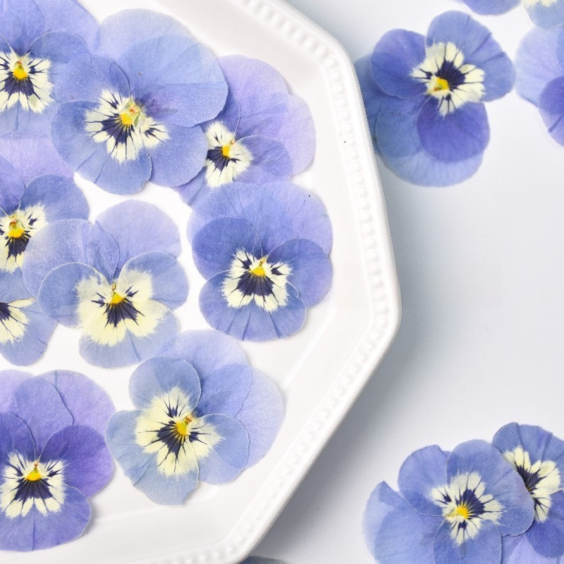 24pcs,Real Light Blue Pansy Pr - Art Craft 2 Year Olds 评论和价格