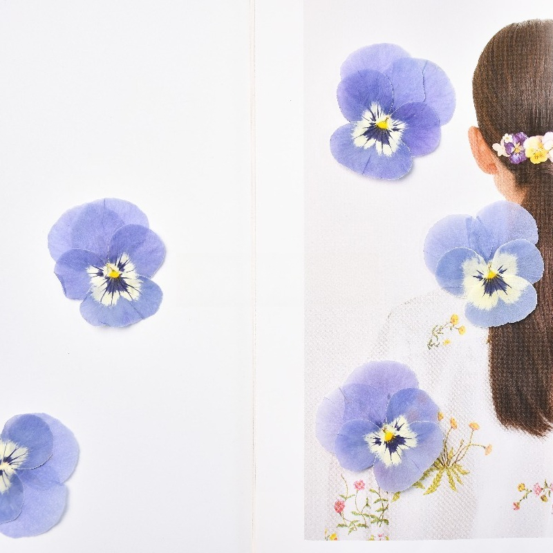 24pcs,Real Light Blue Pansy Pr - Art Craft 2 Year Olds 评论和价格