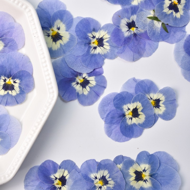 24pcs,Real Light Blue Pansy Pr - Art Craft 2 Year Olds 评论和价格