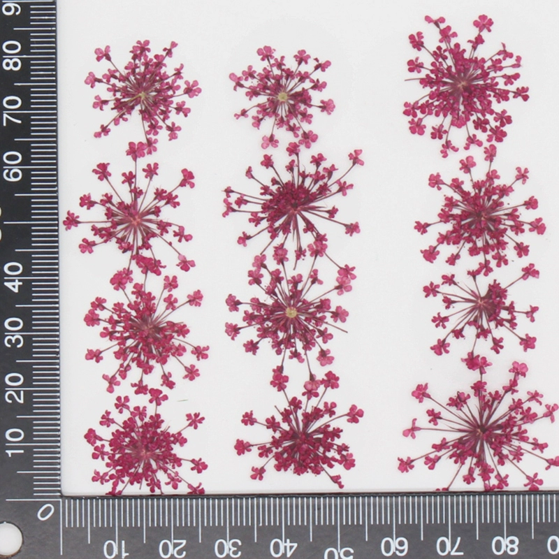 12pcs,Pressed Snow Pearl Lace  - Art Craft 2 Year Olds 评论和价格